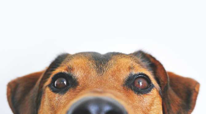 Office Dogs